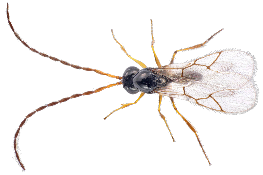 leptopilina japonica dorsal male copy.png