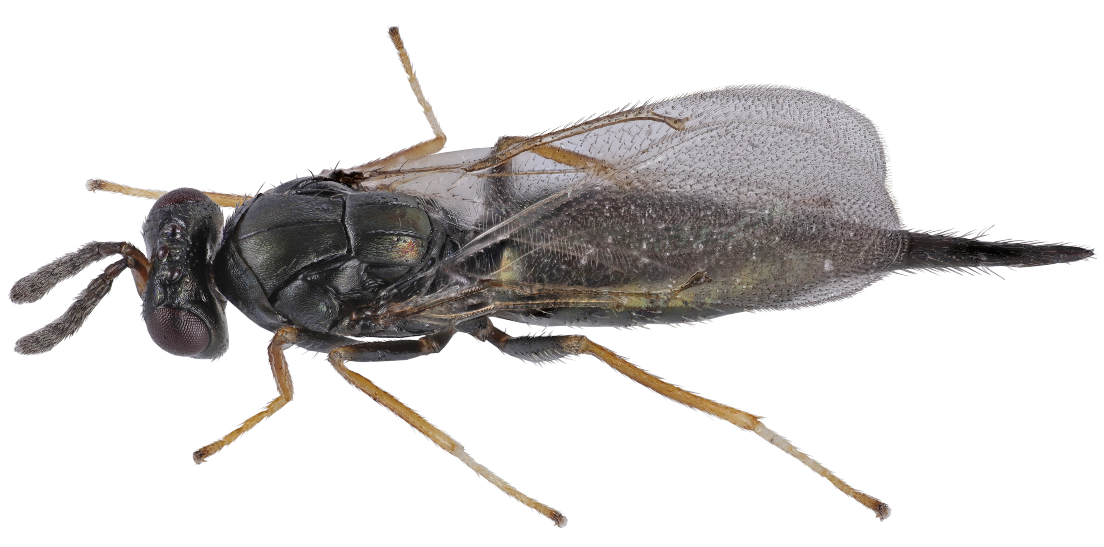 tetrastichus planipennisi oblique 02 2413.jpg