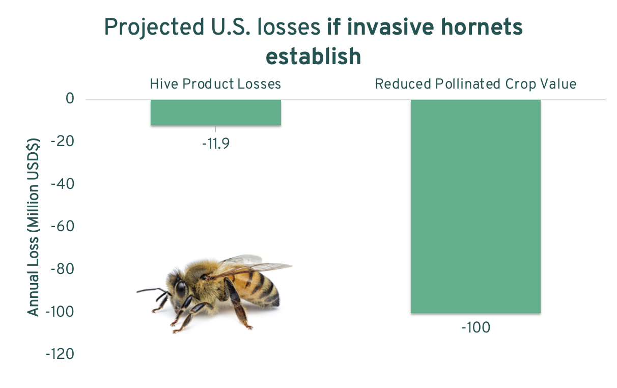 US Financial Impact of Hornets Graph.png