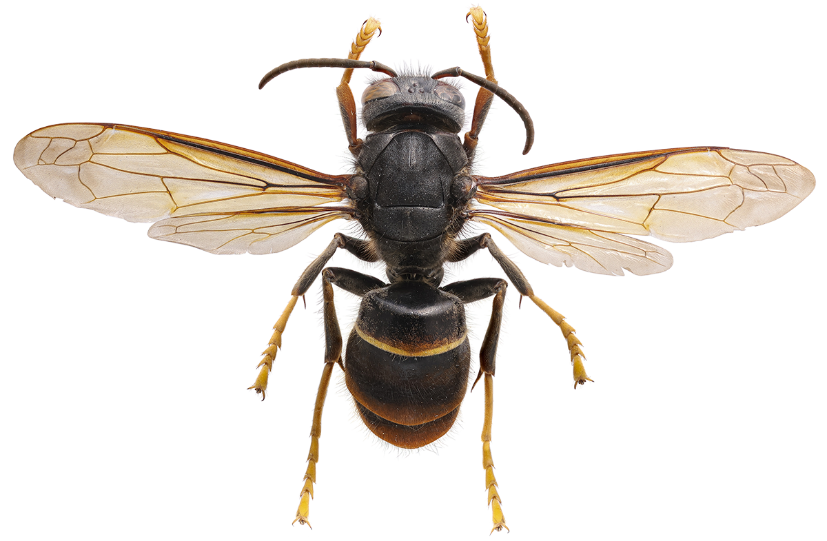 Vespa velutina dorsal smaller.png
