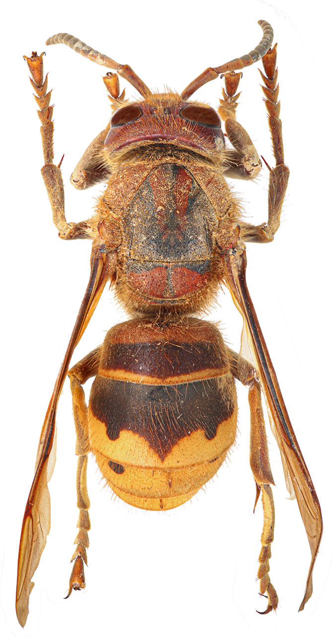 vespa crabro dorsal recolored.png
