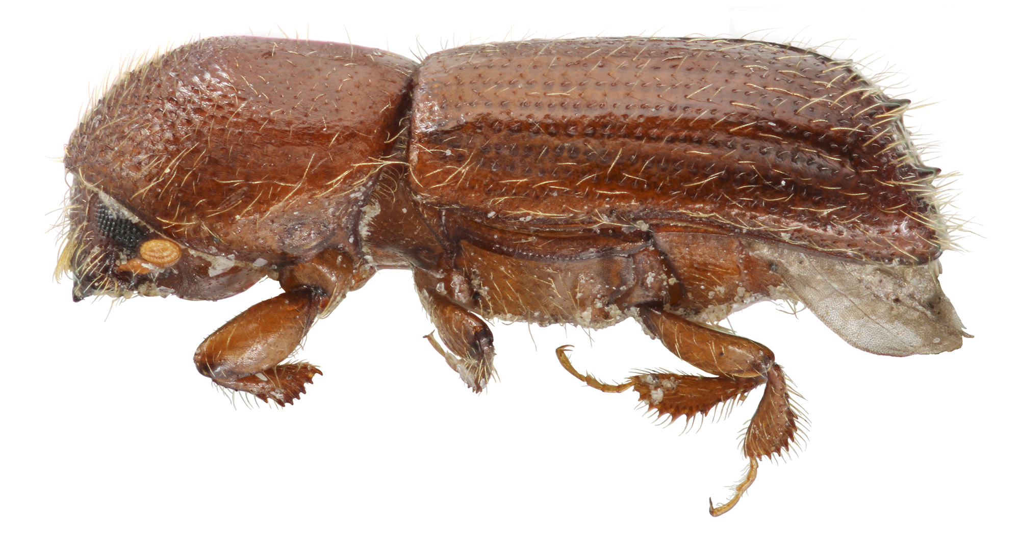 X monographus 2018 Lateral white.jpg