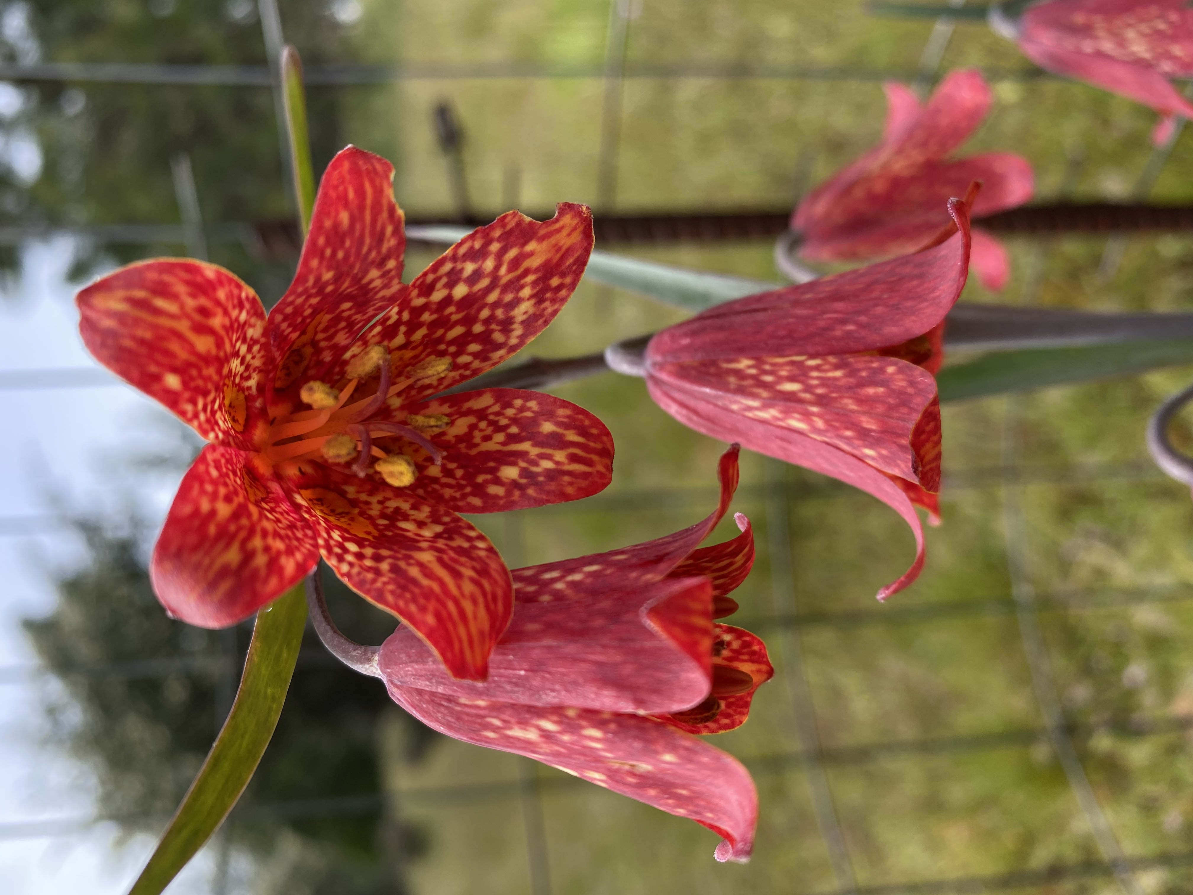 Gentners fritillary flower.jpg