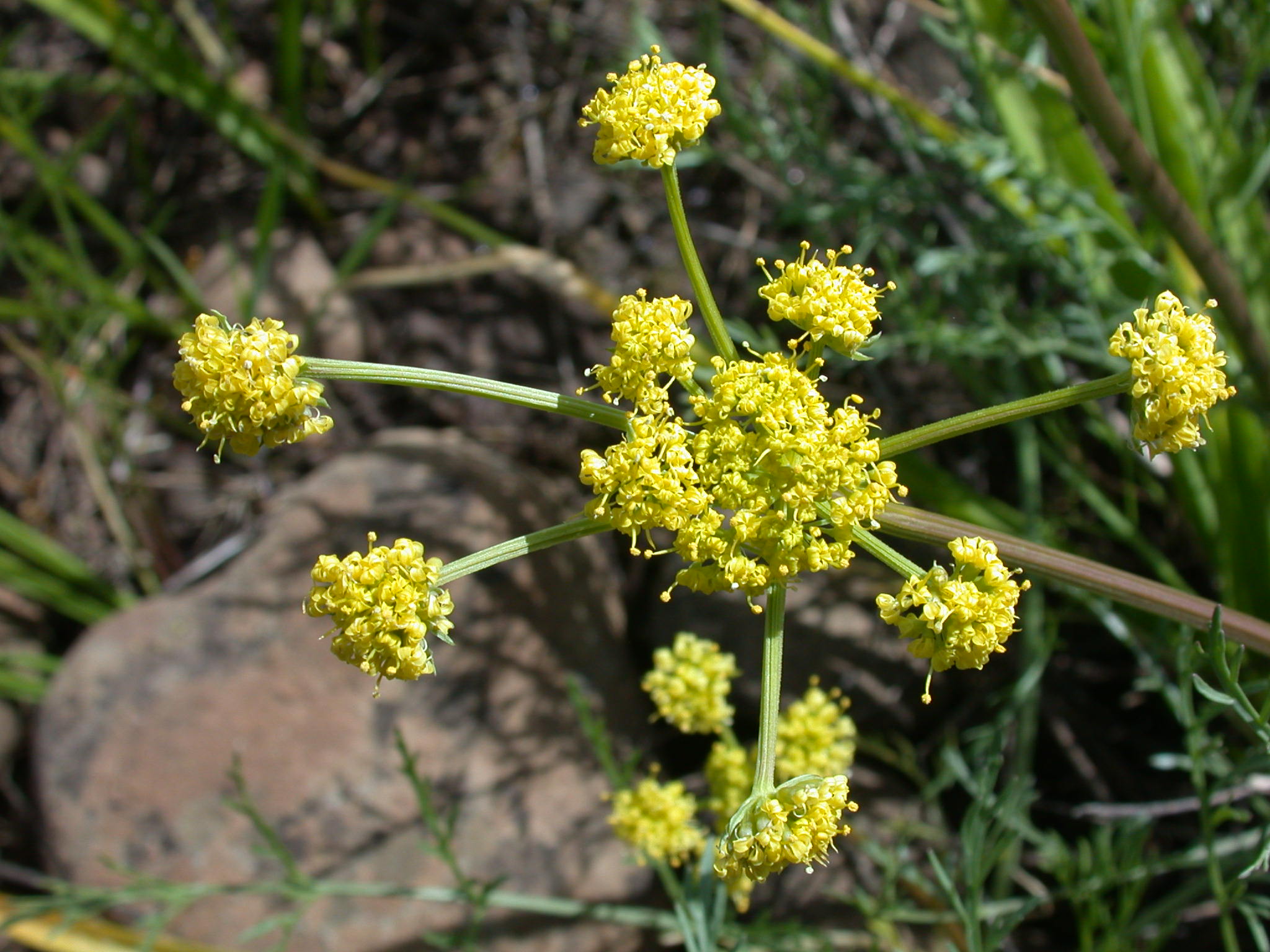 LOCO full flower Agate Desert.jpg