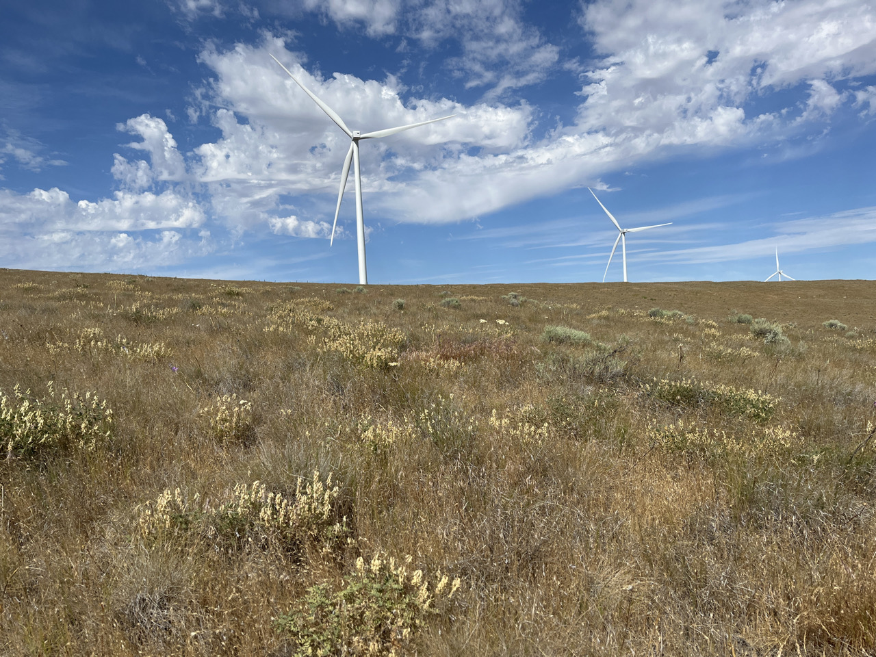Lawrences Milkvetch Habitat.jpg
