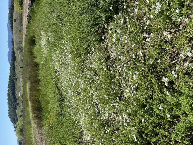 Rough popcornflower_Fords Pond.jpg