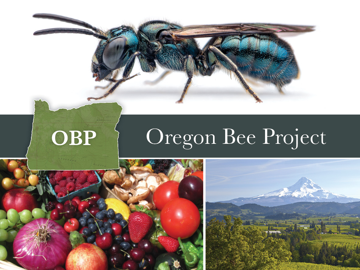 Oregon Bee Project image 