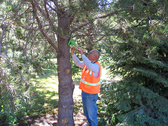 Employee inspecting an invasive species trap in a tree.