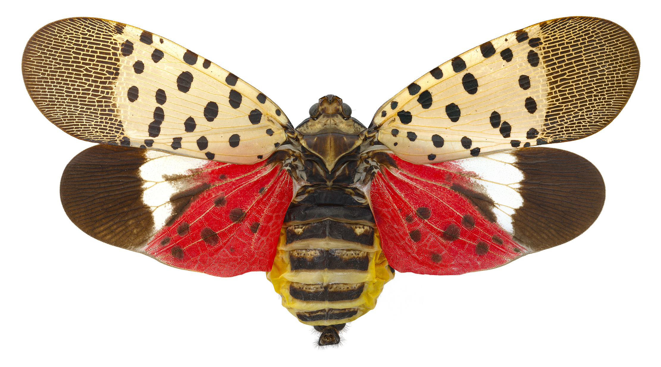 Lycorma delicatula - Spotted lanternfly.jpg