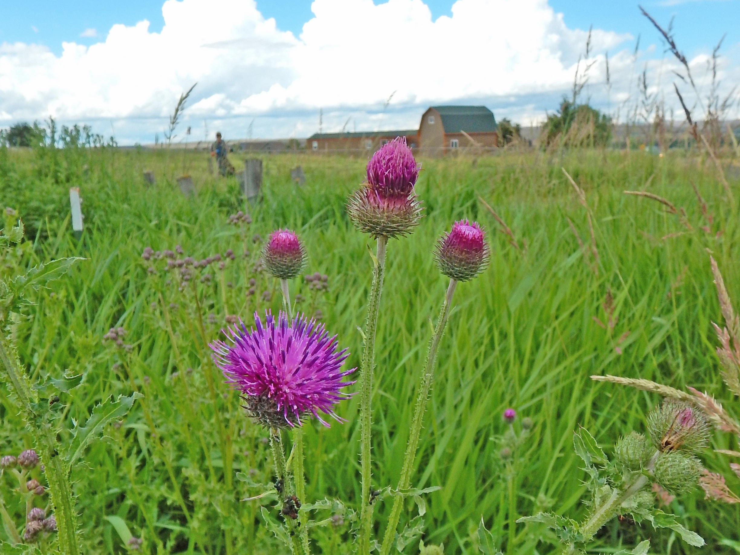 Welted thistle noxious weed growing in a field.