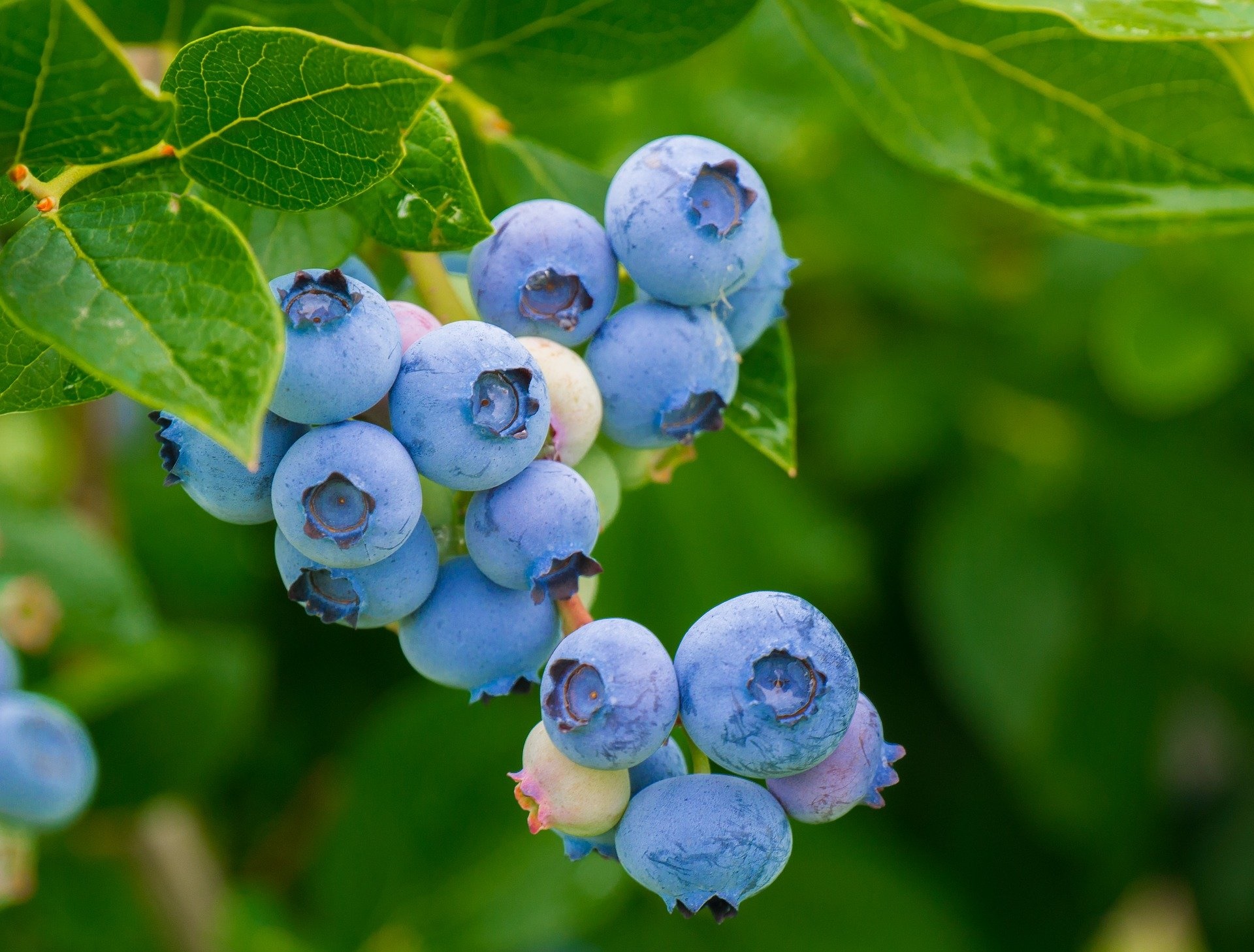 A close-up of a clump of blueberries on a bush.