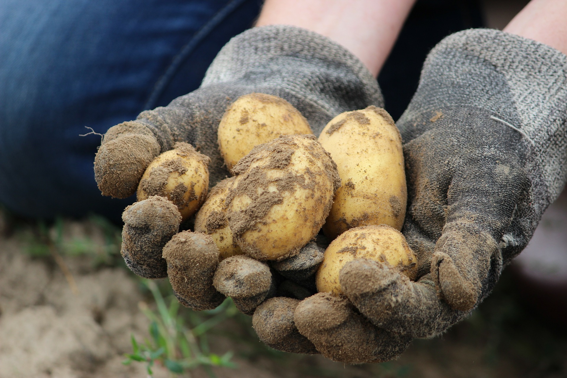 Two gloved hands holding six freshly dug yellow potatoes. 
