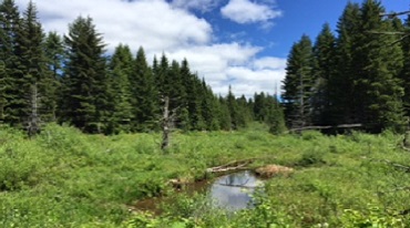 Stream in Tillamook State Forest