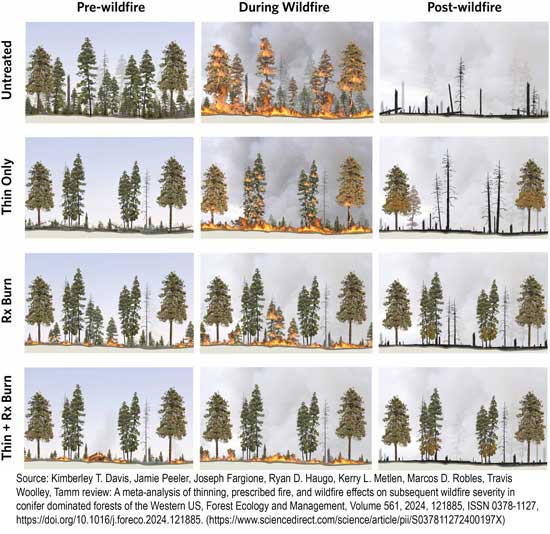 Prescribed forest burning