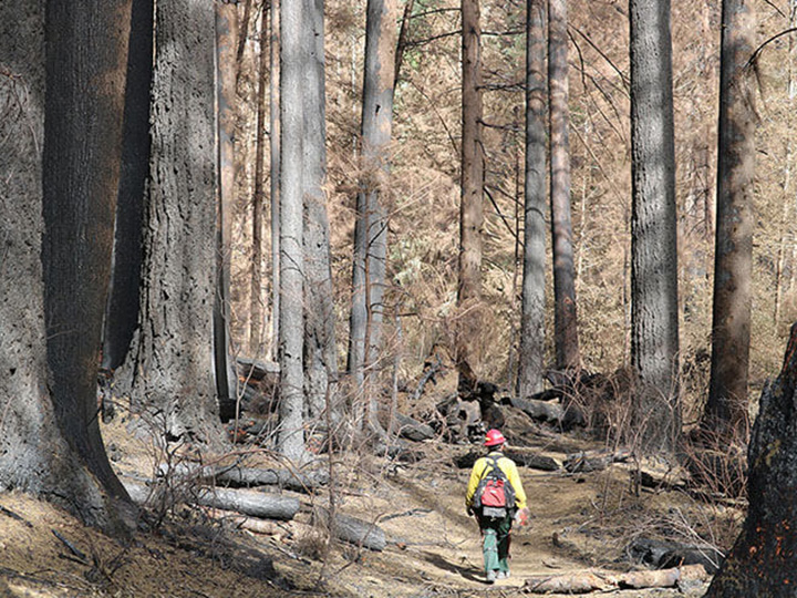 Firefighter walking through the burned forest