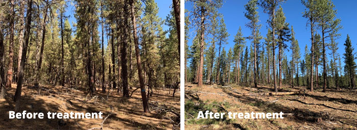 Before and after treatment of trees