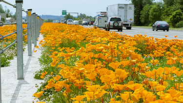 Interstate 5 cable barrier
