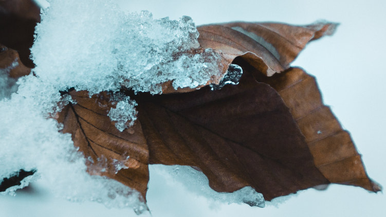 Frozen Leaf by Khyta on Unsplash