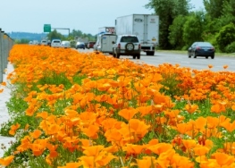 Orange poppies line the median of a highway