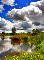 Wetlands near Salem, Oregon.