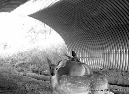 Deer use undercrossing