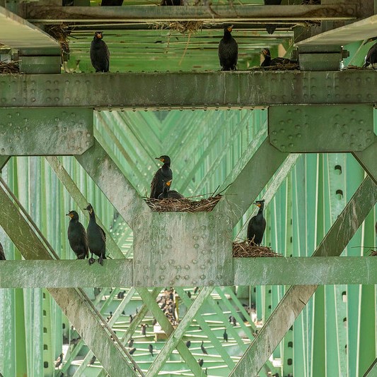 bridge archtiecture painted green with cormorant birds nesting on supports