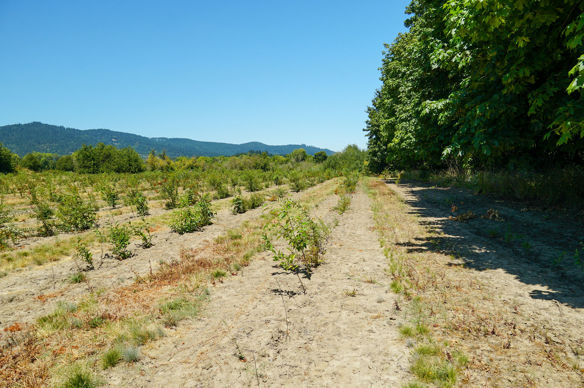 Photo of the east side of OR 99W