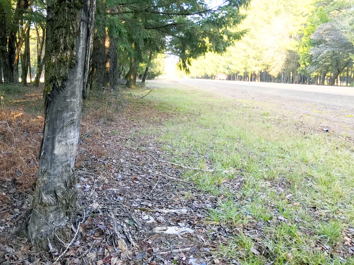 Many trees along Interstate 5