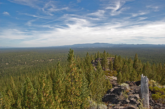 Trees in Deschutes National Forest