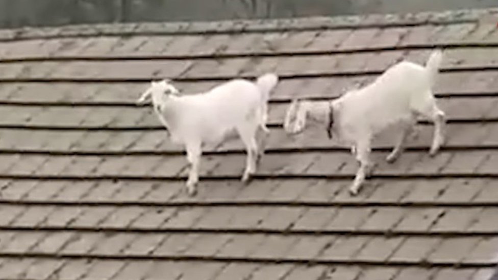 Goat on a roof