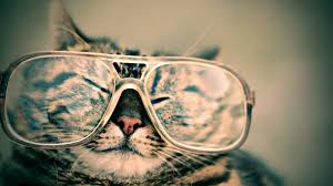 catglasses.jfif
