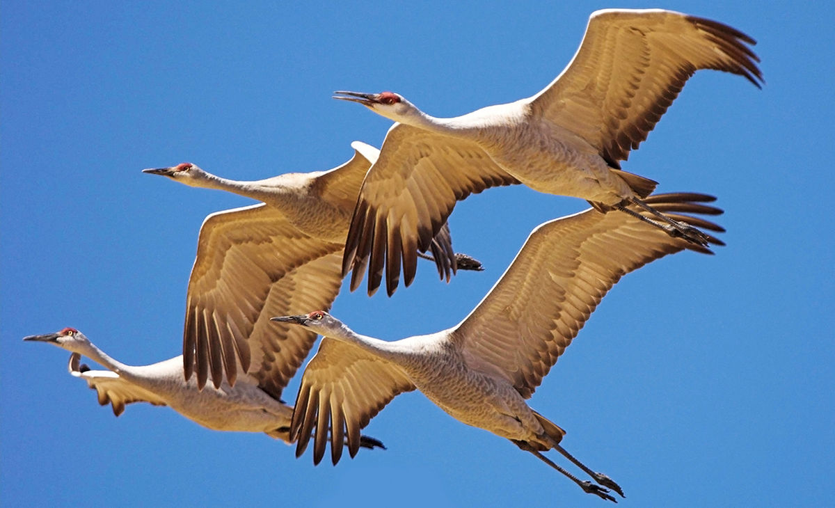 Sand Hill cranes