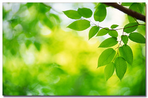 Picture of tree with leaves and branches