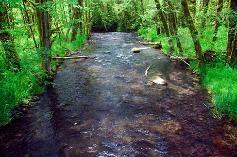 River running through a forest