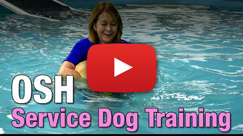 therapy dogs pool video