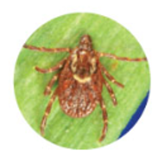 Close-up of an American Dog Tick