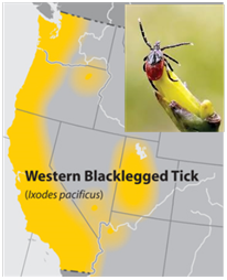 Image of Western Black-legged Tick overlayed on map