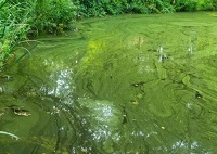 Image of outdoor water source showing green algal bloom (source EPA)