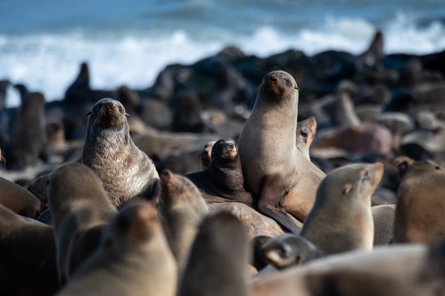 A group of sea lions on a beach