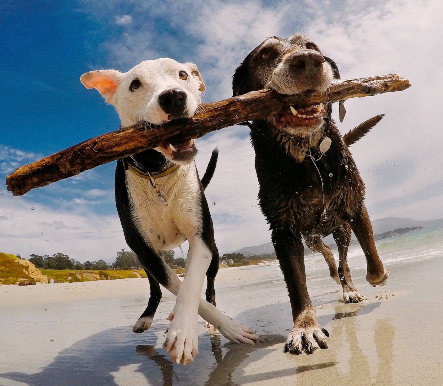 Two dogs running on a beach holding a stick between them