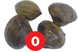 clams zero meals