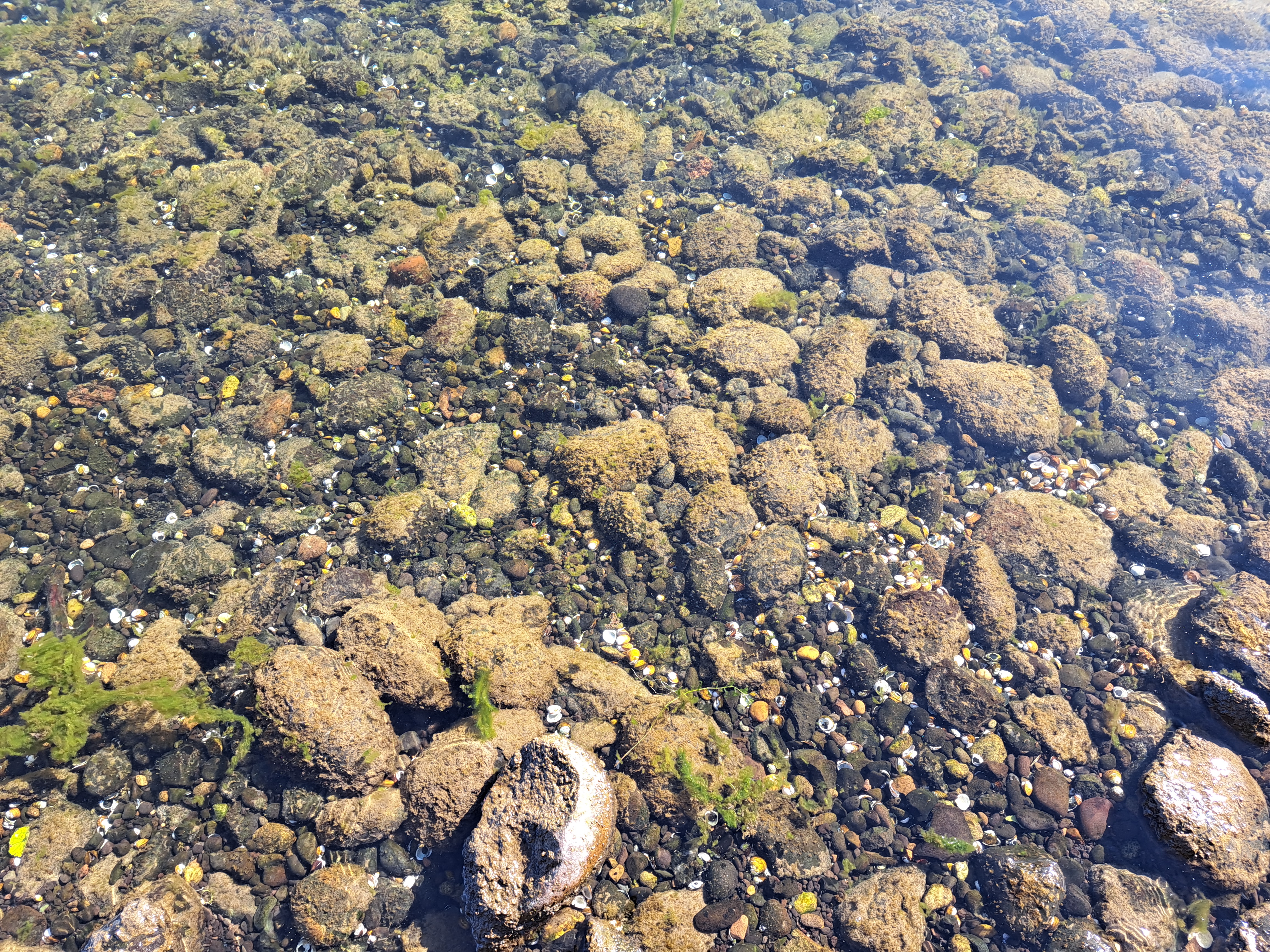 Rocks covered in a benethic bloom. It looks like brown algae.