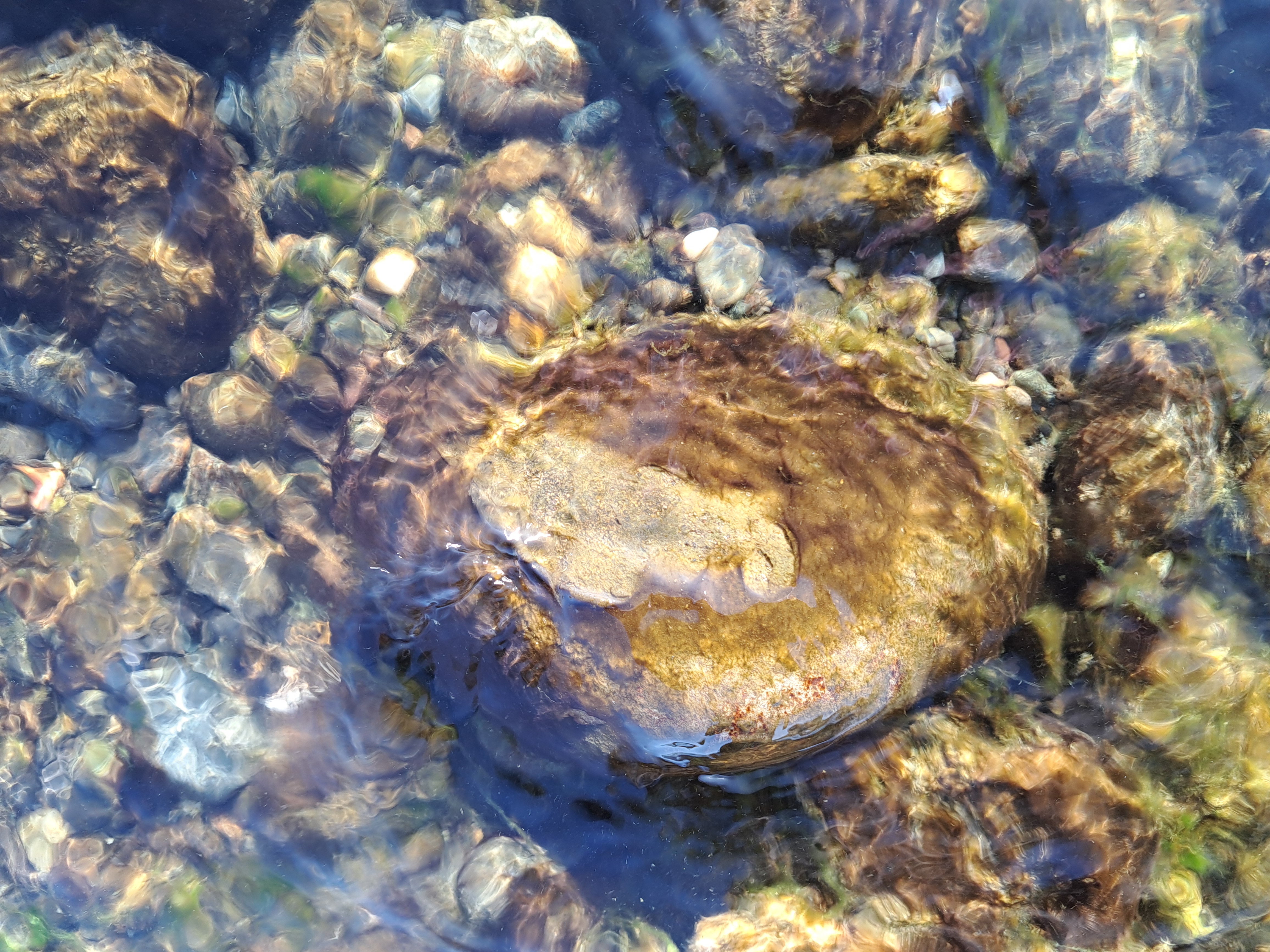 A rock covered in what looks like brown algae.