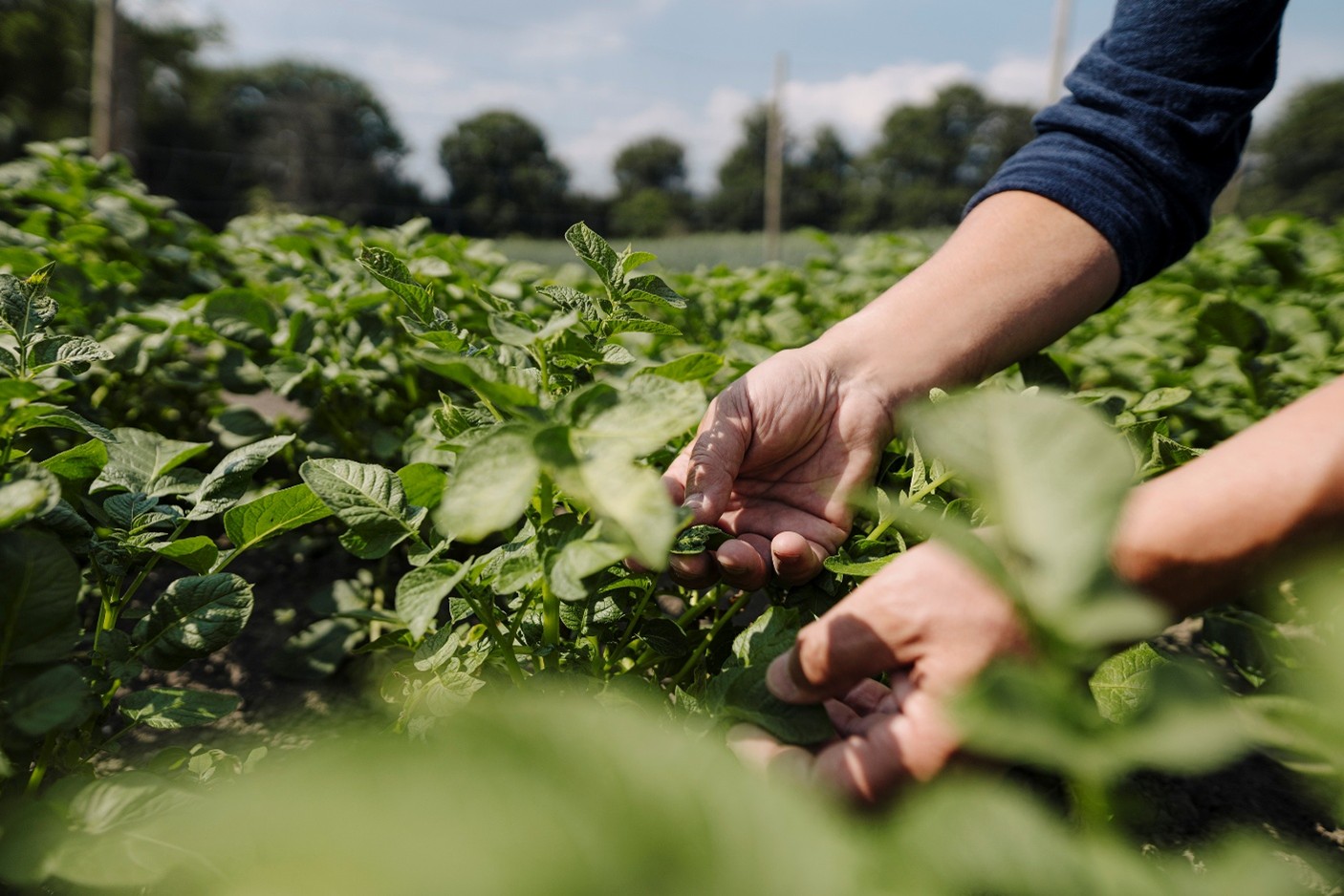 A person's hands tending to a growing plants.