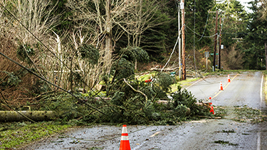 trees down in road