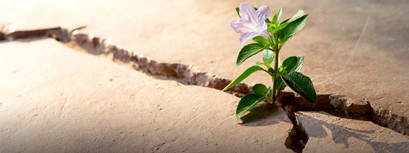 Family Assistance Centers