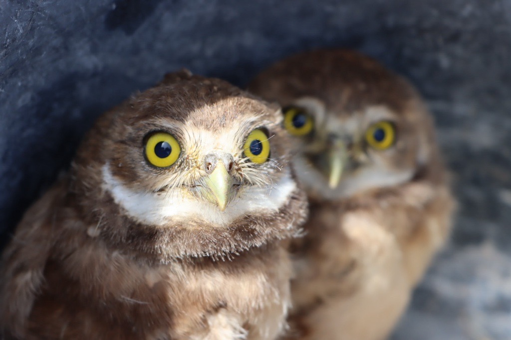 BuOw Owlets at RTC 2025.jfif