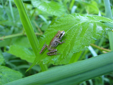 Tiny frog on a leaf