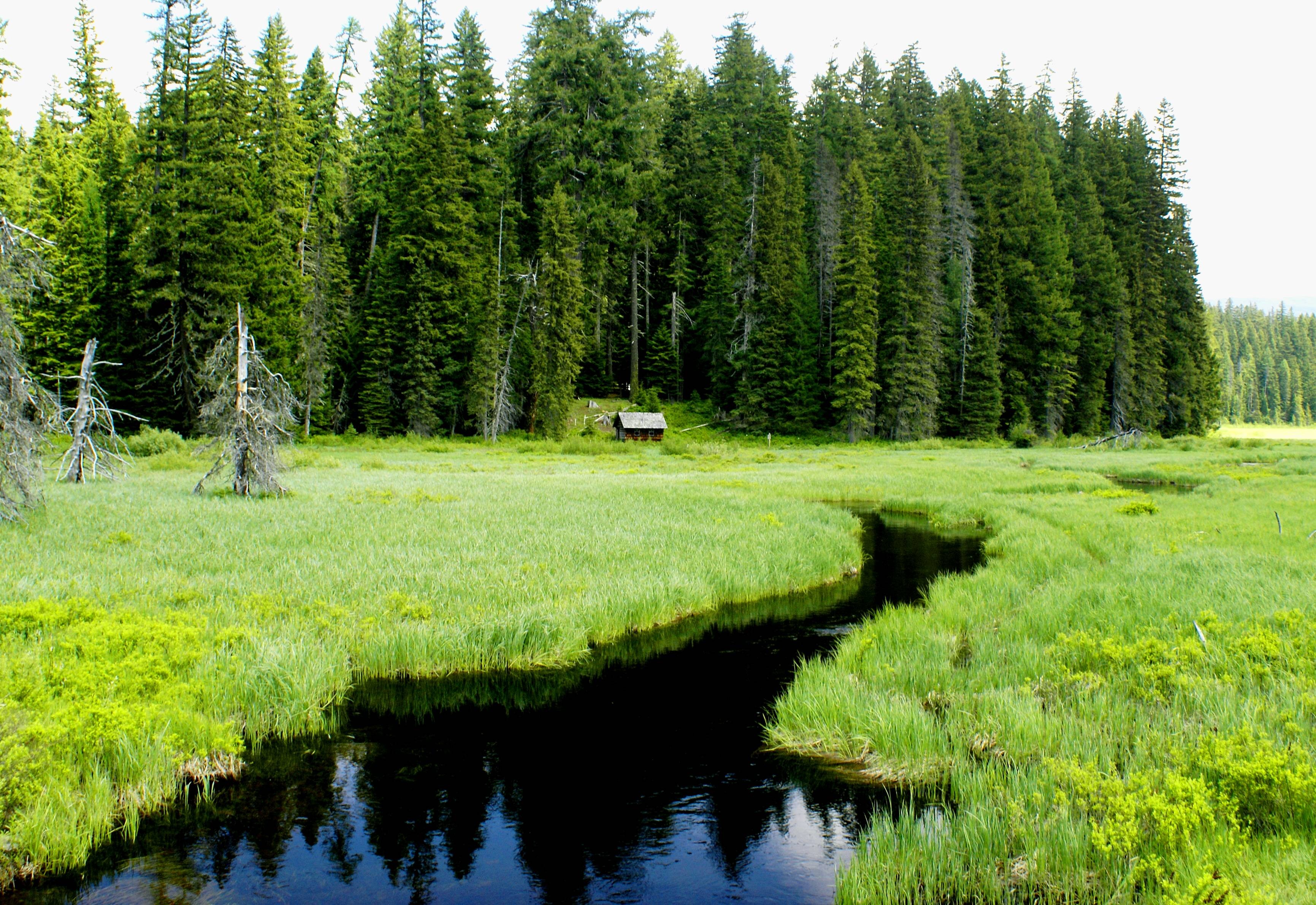 Oregon Wetlands.jpg
