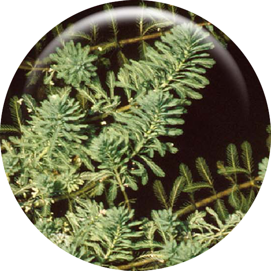 Image of Parrotfeather Milfoil